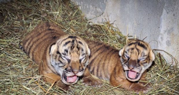 V zoo se narodila samička a sameček kriticky ohroženého tygra malajského.