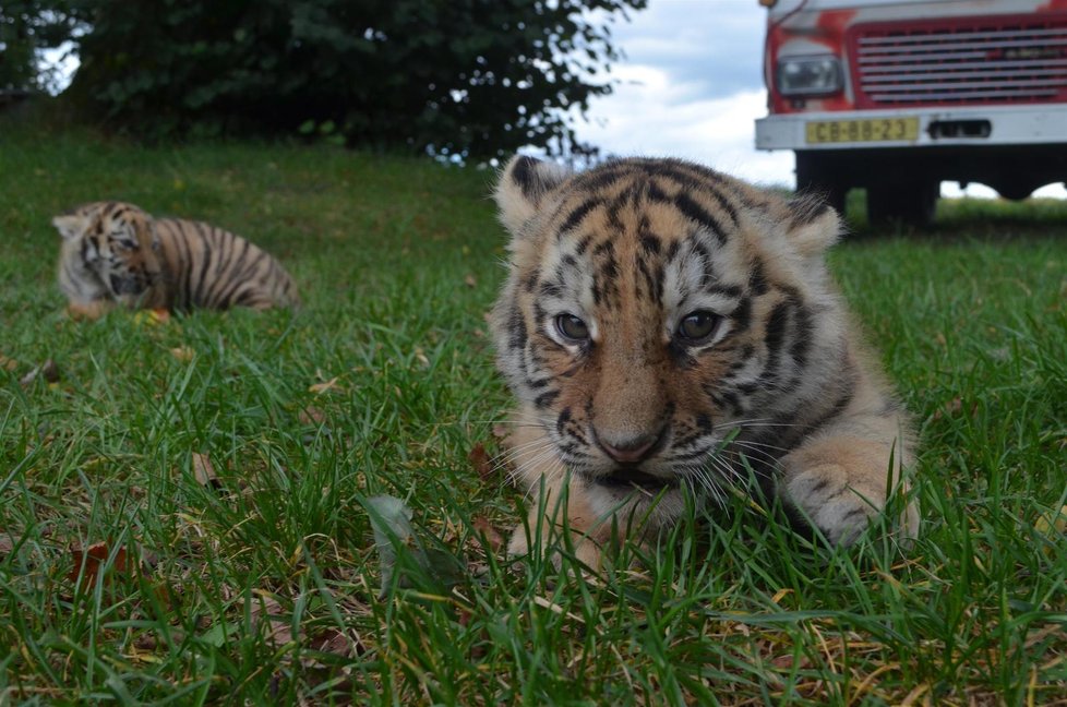 Tygří sourozenci na své první vycházce.