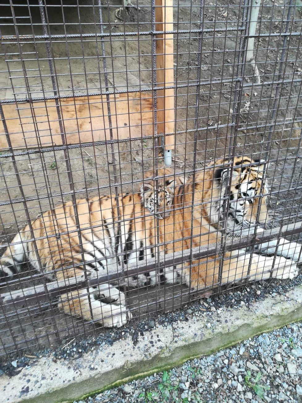 Horažďovice - To byla ještě bydlela u adoptivní mámy.