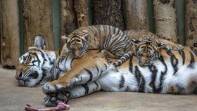 Tygří mláďata Bulan a Wanita na snímku se svou matkou Banyou.