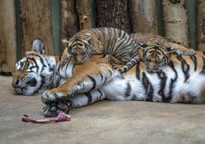 Tygří mláďata Bulan a Wanita na snímku se svou matkou Banyou.