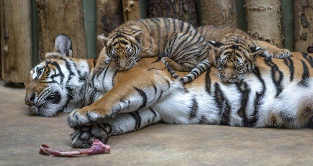 Tygří mláďata v pražské zoo nabírají na váze. Z cukroví to prý nebude