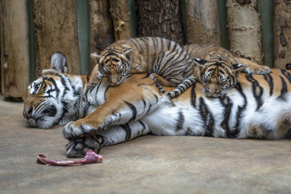 Tygří mláďata Bulan a Wanita rostou v Zoo Praha do krásy.