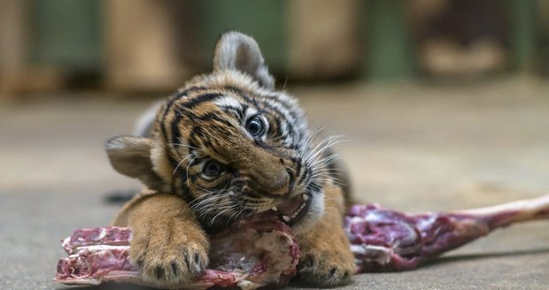 Tygří mláďata Bulan a Wanita rostou v Zoo Praha do krásy.