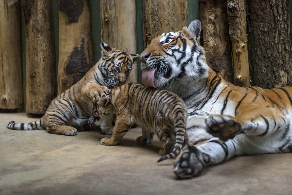 Tygří mláďata Bulan a Wanita rostou v Zoo Praha do krásy.