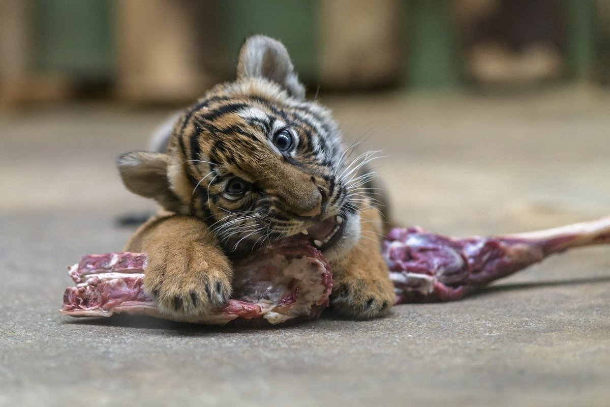 Tygří mláďata Bulan a Wanita rostou v Zoo Praha do krásy.