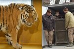 Do plzeňské zoo přijel z pražské zahrady tygr ussurijský Rádža.
