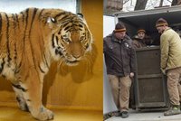 Rádža dorazil do Zoo Plzeň, úkol má jasný: S Milashki zplodit tygřata