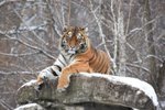 Tříletá tygřice se ve středu 9. prosince 2020 vydala ze zoo Hodonín na dlouhou cestu do Velké Británie.