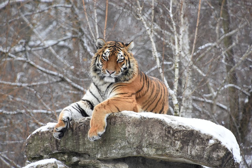 Tříletá tygřice se ve středu 9. prosince 2020 vydala ze zoo Hodonín na dlouhou cestu do Velké Británie.