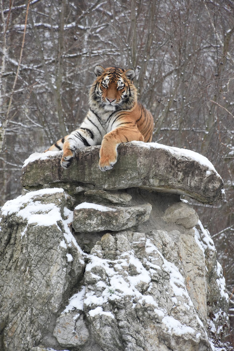 Tříletá tygřice se ve středu 9. prosince 2020 vydala ze zoo Hodonín na dlouhou cestu do Velké Británie.