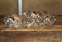 Úspěch hodonínské zoo: Tři tygři a jedna tygřice mňoukají u mámy Raji