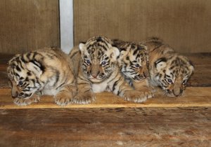 V hodonínské zoo se narodila čtyřčata tygrů ussurijských. Zatím se mají čile k světu.