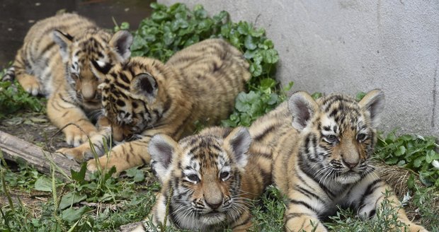 Radost v hodonínské zoo: Tygříci překonali krizové období, nesou jména mušketýrů