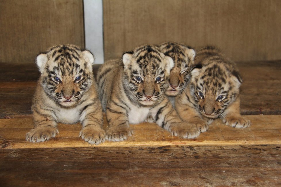 V hodonínské zoo se narodila čtyřčata tygrů ussurijských. Zatím se mají čile k světu.
