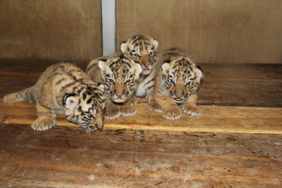 V hodonínské zoo se narodila čtyřčata tygrů ussurijských. Zatím se mají čile k světu.