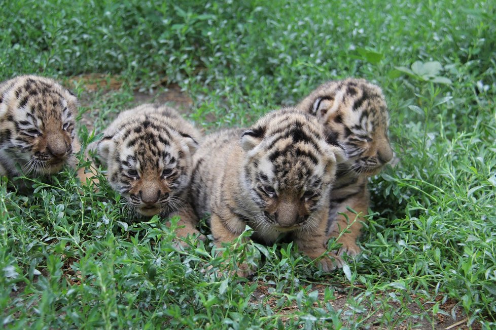 V hodonínské zoo se narodila čtyřčata tygrů ussurijských. Zatím se mají čile k světu.