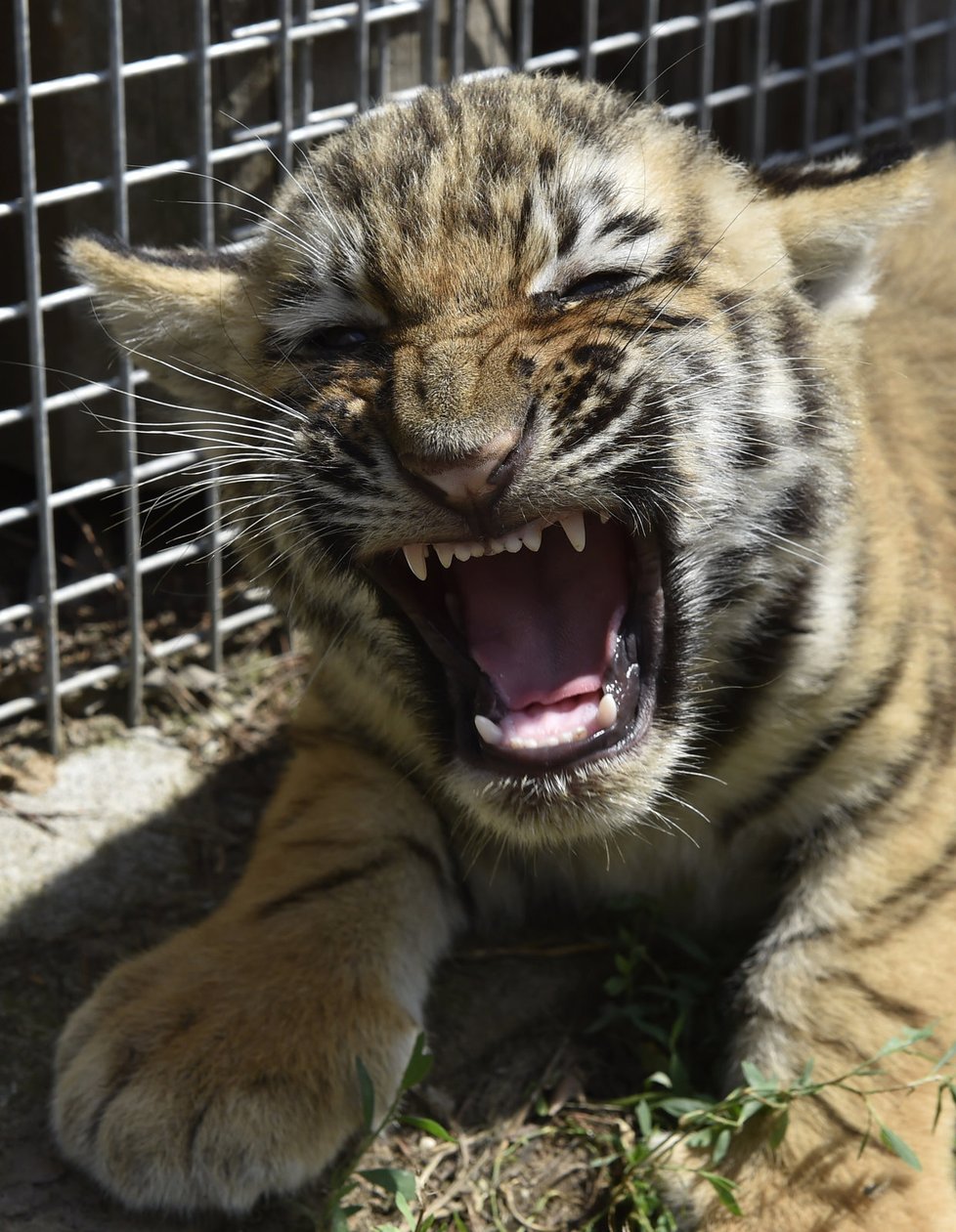Tygříci mají po třech měsících od porodu tak silné zuby, že již dokážou kousat maso.