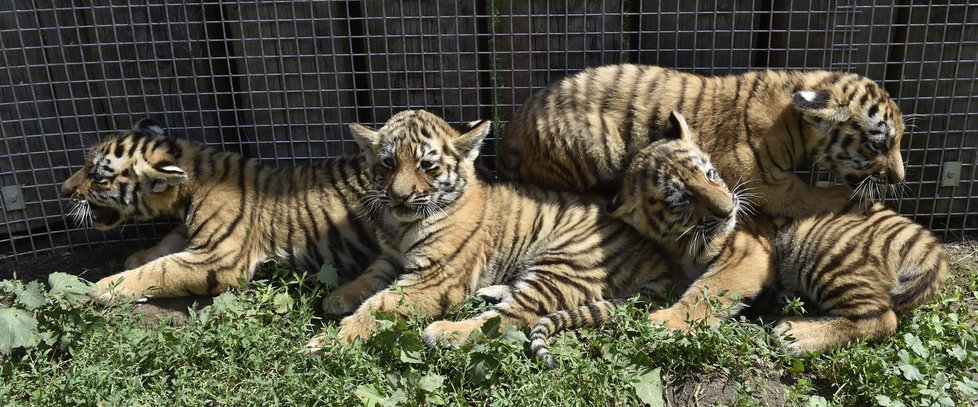Čtyřčata tygrů ussurijských tři měsíce od porodu, každé z mláďat váží 10 kilo.