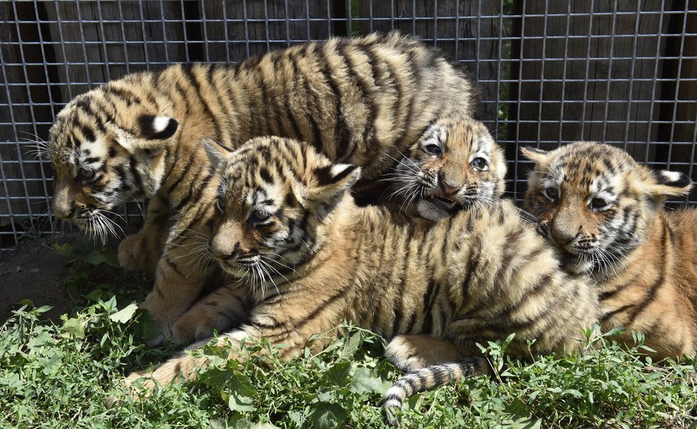 Tygříci se i tři měsíce od narození většinou drží při sobě.