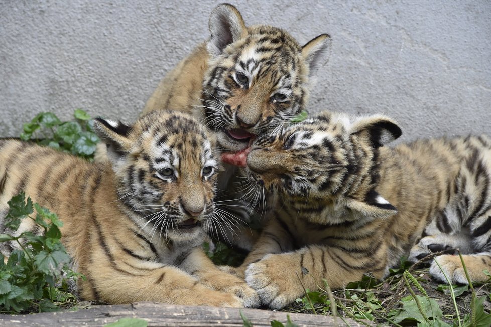Tygří mušketýři z hodonínské zoo Athos, Porthos a Aramis.