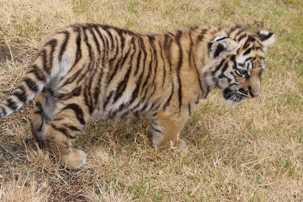 Čtyři mláďata tygra ussurijského se narodila v hodonínské zoo. Veřejnost je zatím nemůže vidět, musí počkat do konce července. Ilustrační foto.