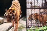Tygr roztrhal ošetřovatele, když mu čistil klec.