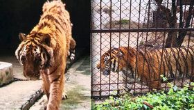 Tygr roztrhal ošetřovatele, když mu čistil klec.