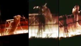 Zděšené děti byly ve španělském cirkusu svědky útoku tygra na cvičitele. Rozzuřené zvíře zahnal pryč až další cvičitel.