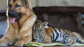 Tygr a vlčák jsou zatím velcí kamarádi.
