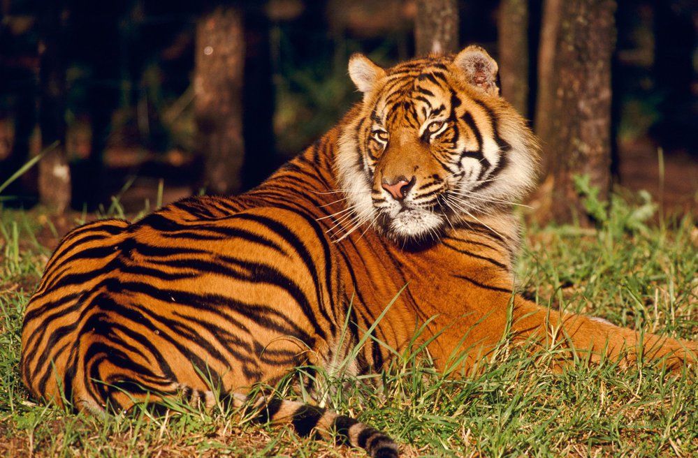Tygr sumaterský