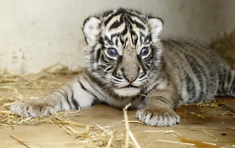 Krátce po narození tygříci obvykle šilhají. Během pár týdnů se to ale spraví.