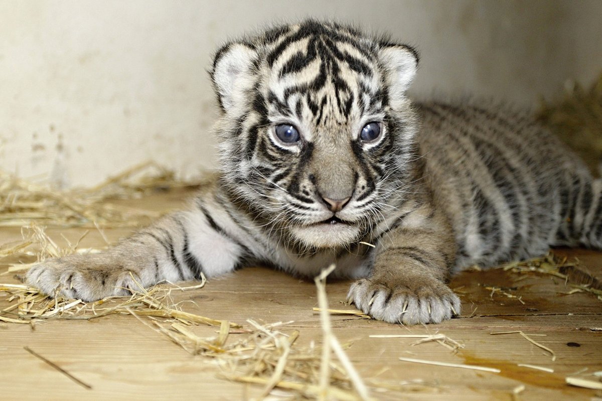 Krátce po narození tygříci obvykle šilhají. Během pár týdnů se to ale spraví.
