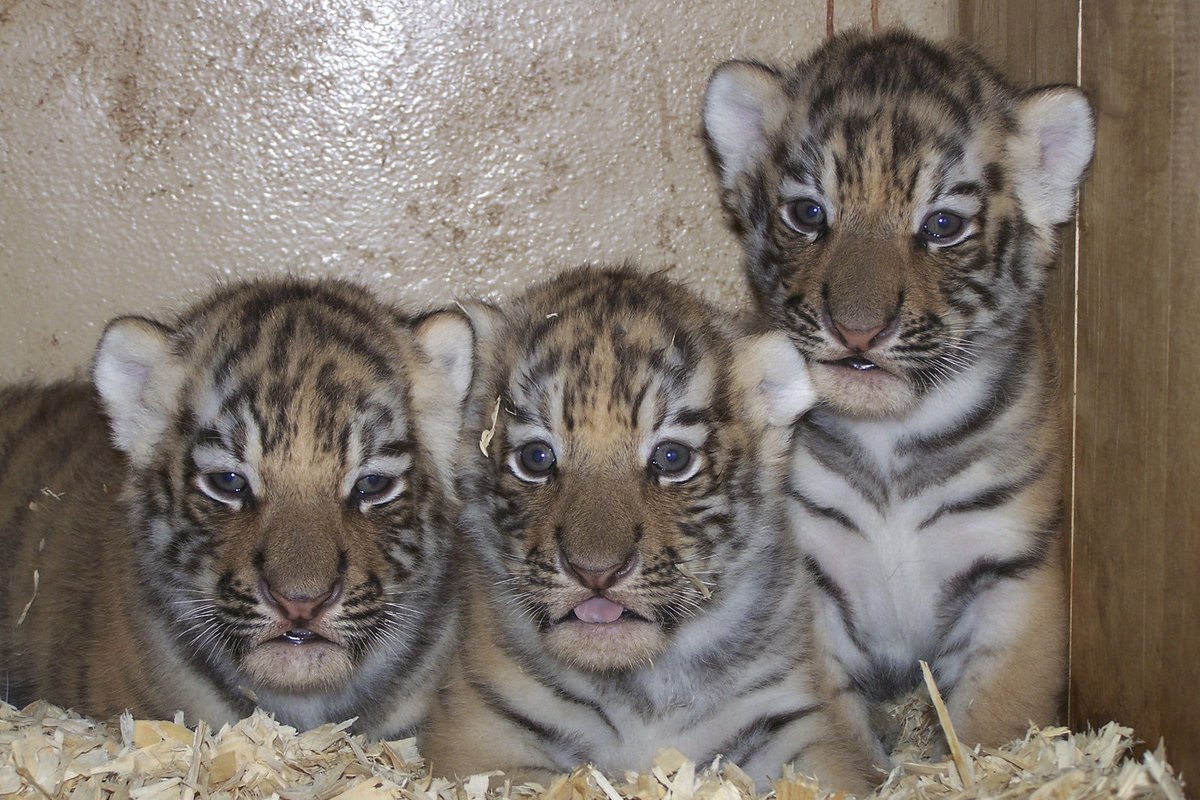 Tři tygří kluci zatím poznávají své okolí...