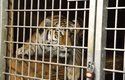 Samice tygra ussurijského narozená v Zoo Hluboká odcestovala do Maďarska