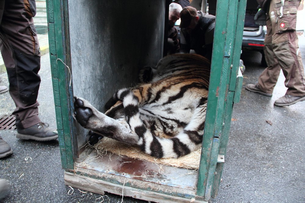 Pak už bylo možné strčit spící tygřici do transportní bedny