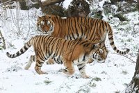Zoo Hodonín přišla o oblíbený tygří pár: Po Raje uhynul i Igor