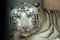 Mexickou rodinu zaskočil tygr na zahradě
