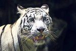 Chov bílých tygrů v liberecké zoo je na ústupu. Je pravděpodobné, že za několik let nebude mít zahrada už ani jednu šelmu s tímto nepřirozeným zbarvením.