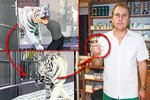 Tygr napadl ošetřovatele a utekl na svobodu. Jeho řádění zastavil až veterinář Martin Kareš, který šelmu uspal.