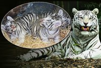 Velkou slávu vystřídala ostuda: O Zoo Liberec opět mluví svět