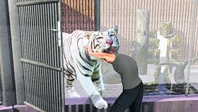 Tygr táhl ošetřovatele za hlavu
