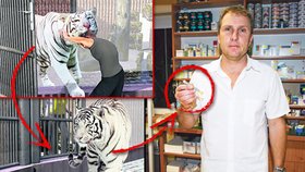Tygr napadl ošetřovatele a utekl na svobodu. Jeho řádění zastavil až veterinář Martin Kareš, který šelmu uspal.