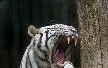 Krvavé drama v zoo: Tygr nesl ošetřovatele v zubech!