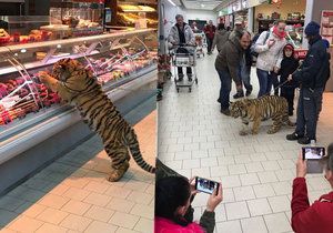 Tygřice se procházela po potravinách a zákazníci byli unešení.