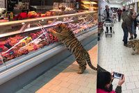 Panika v Lounech? V obchodním centru běhal tygr přímo mezi regály!