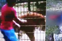 Drastické video: Chlapec (11) chtěl v zoo pohladit tygra, zvíře mu ukouslo ruku!