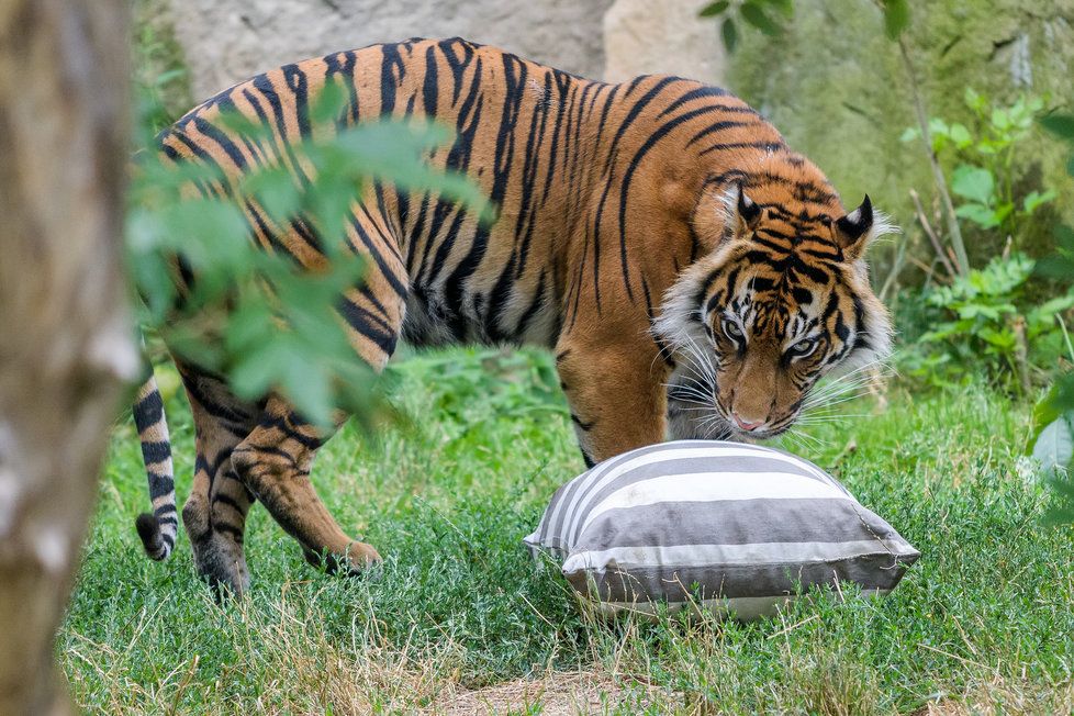 Tygři v Zoo Praha.