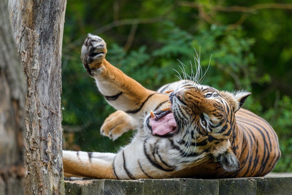 Tygři v Zoo Praha.