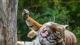 Velká pruhovaná párty v pražské zoo! Tygři oslaví svůj mezinárodní den, návštěvníky čekají soutěže